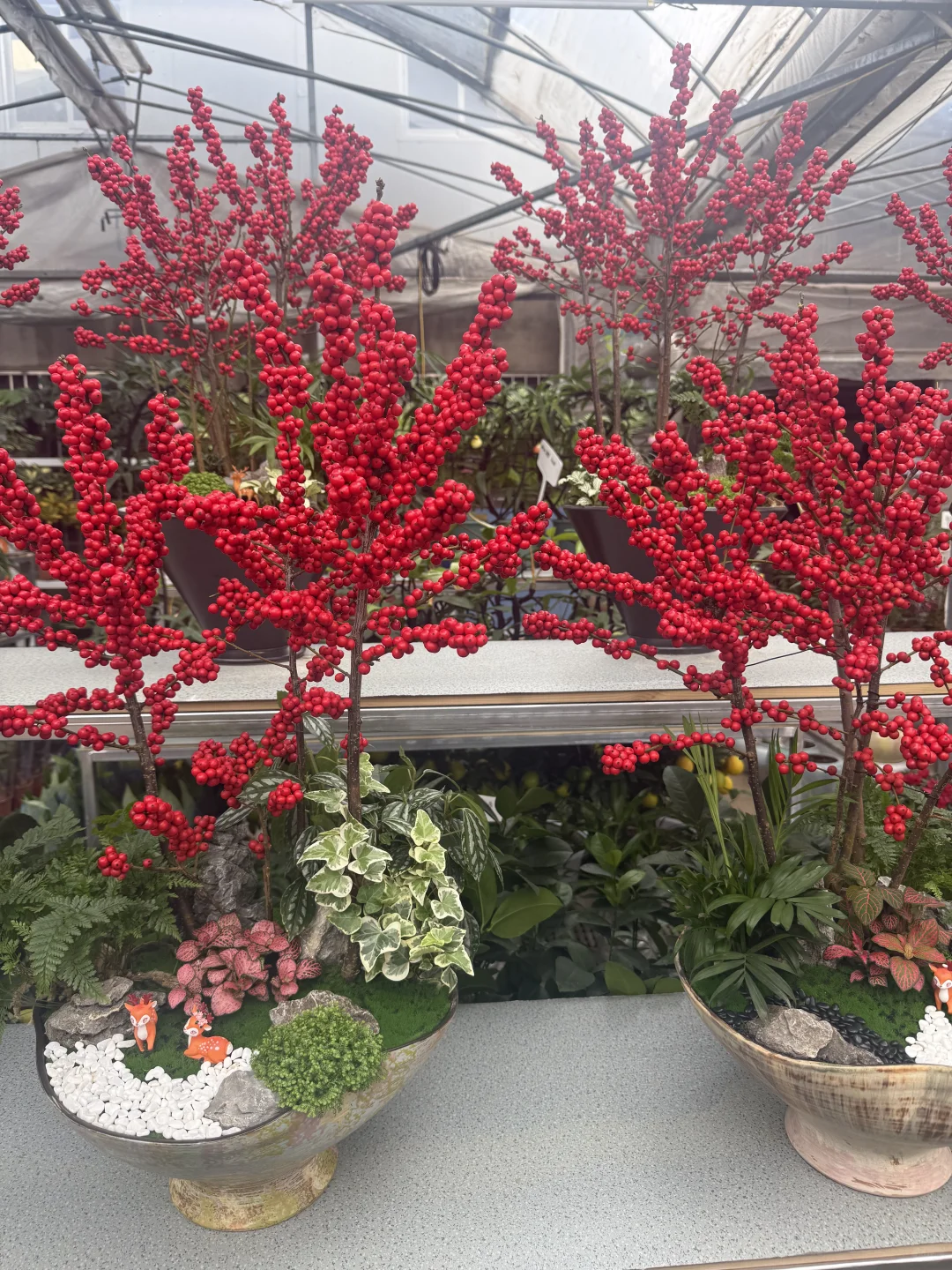 这花太漂亮了！太好拍了！