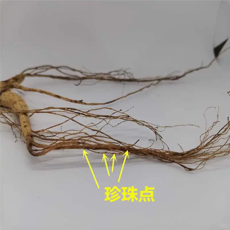 探寻自然馈赠✨长白山林下山参的奥秘