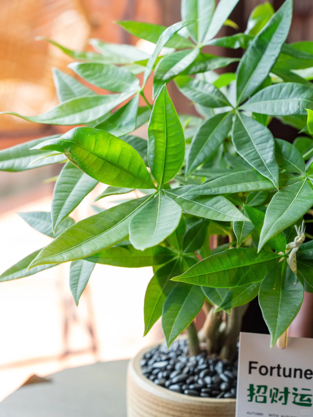 桌面招财树?越看越爱 越养越旺?