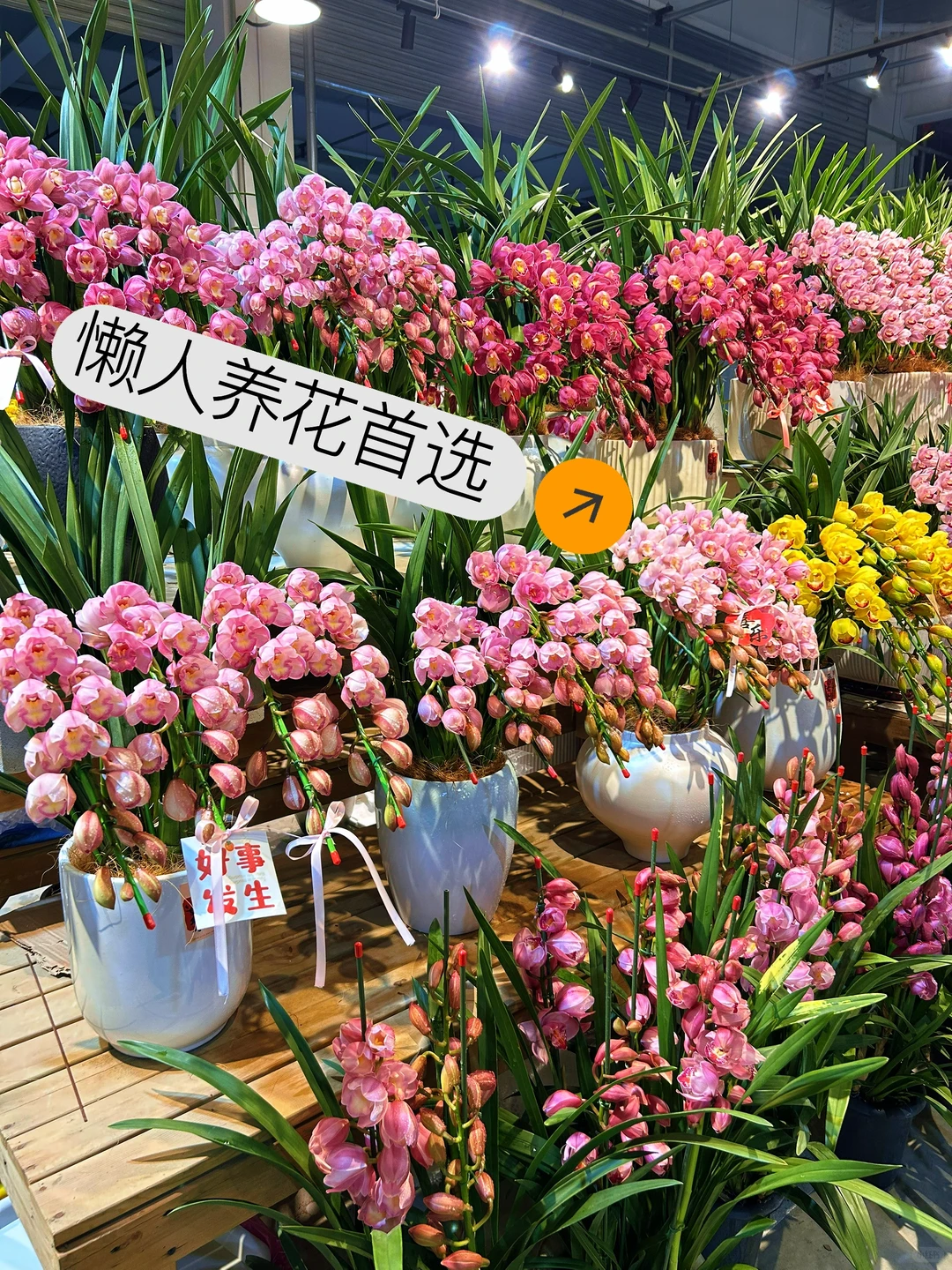 年宵花/?懒人养花首选：大花蕙兰❓❓