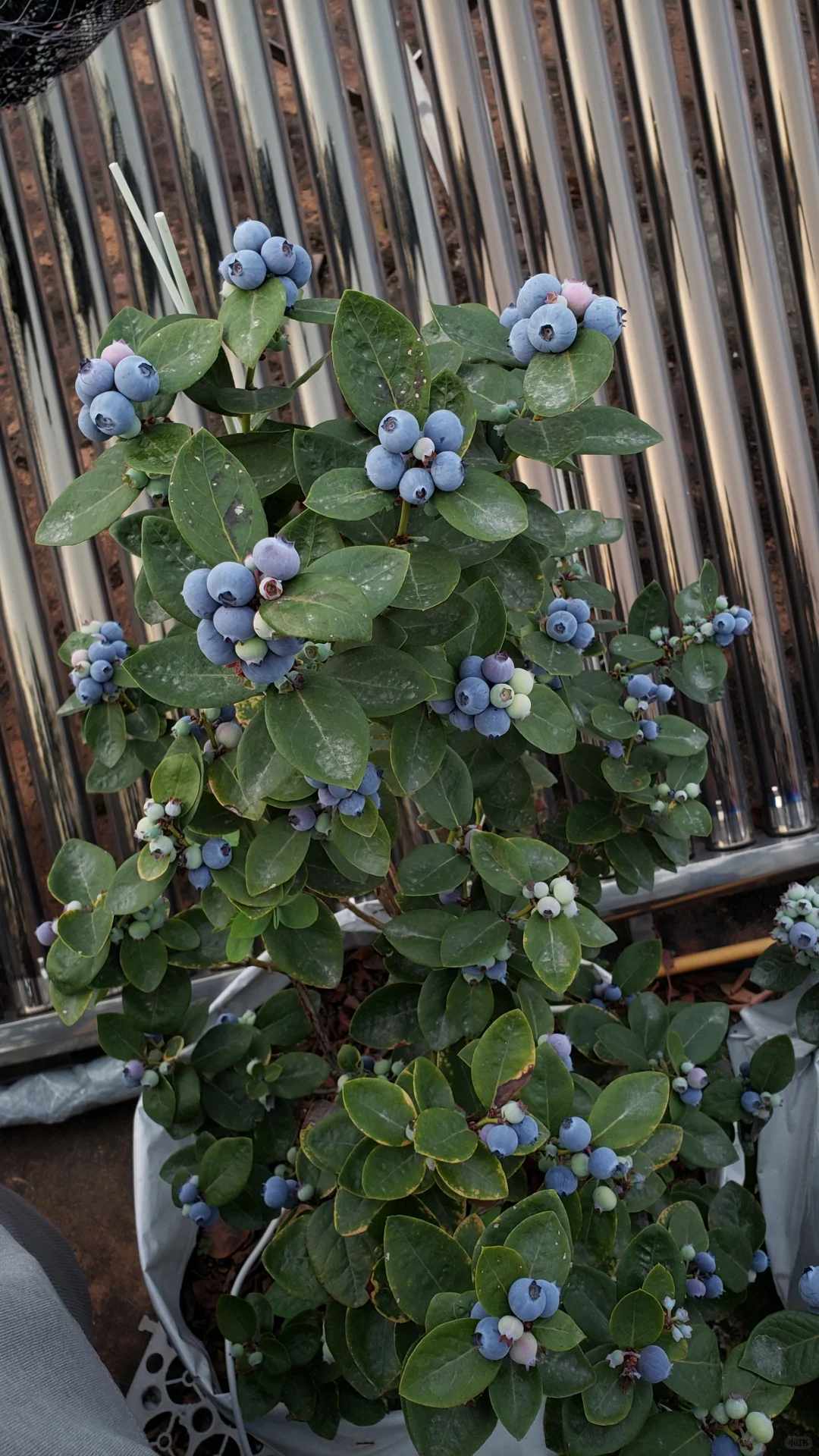 今年的蓝莓燃尽了
