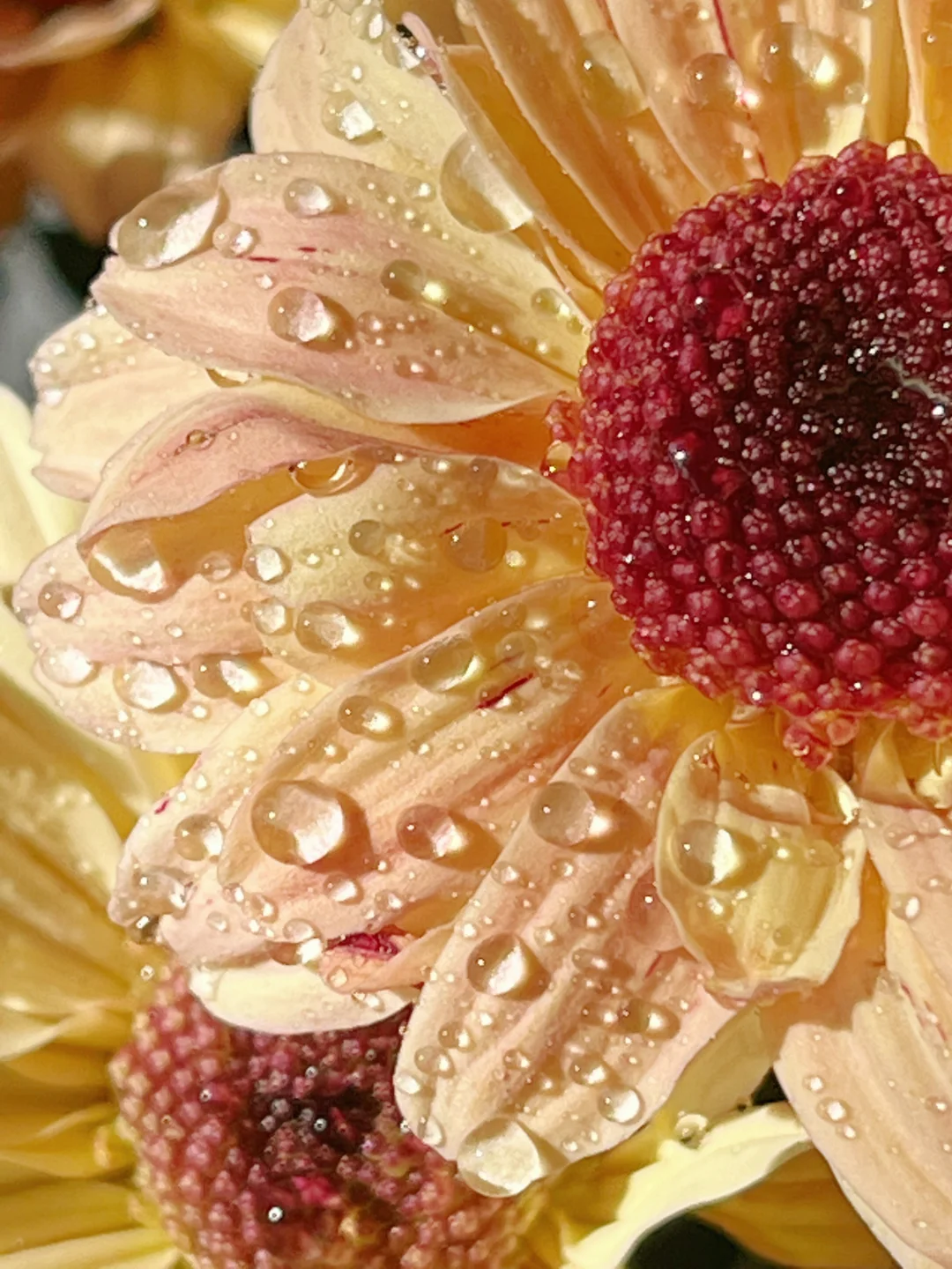 开箱了两盆让我快乐一整天的花花✌️