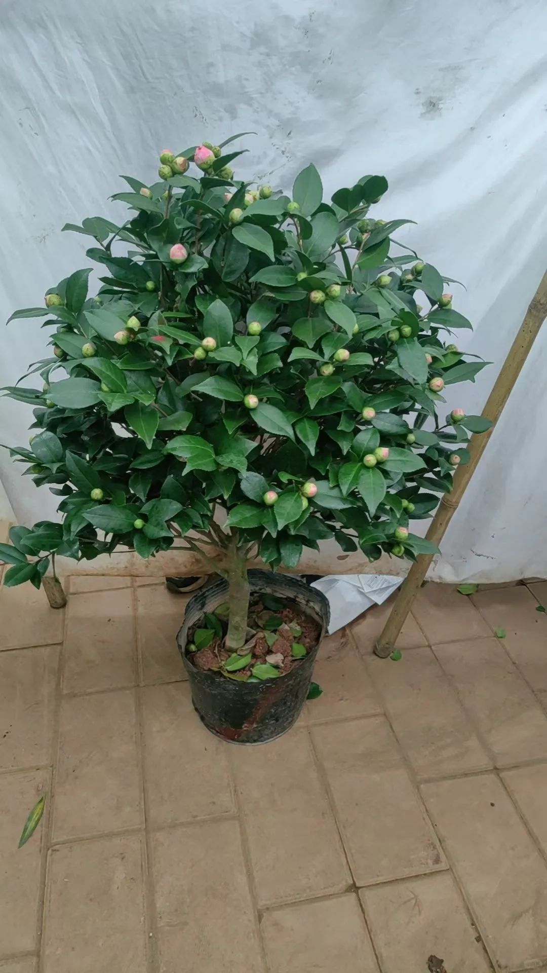 北京植物租摆_花卉租赁_绿植养护公司