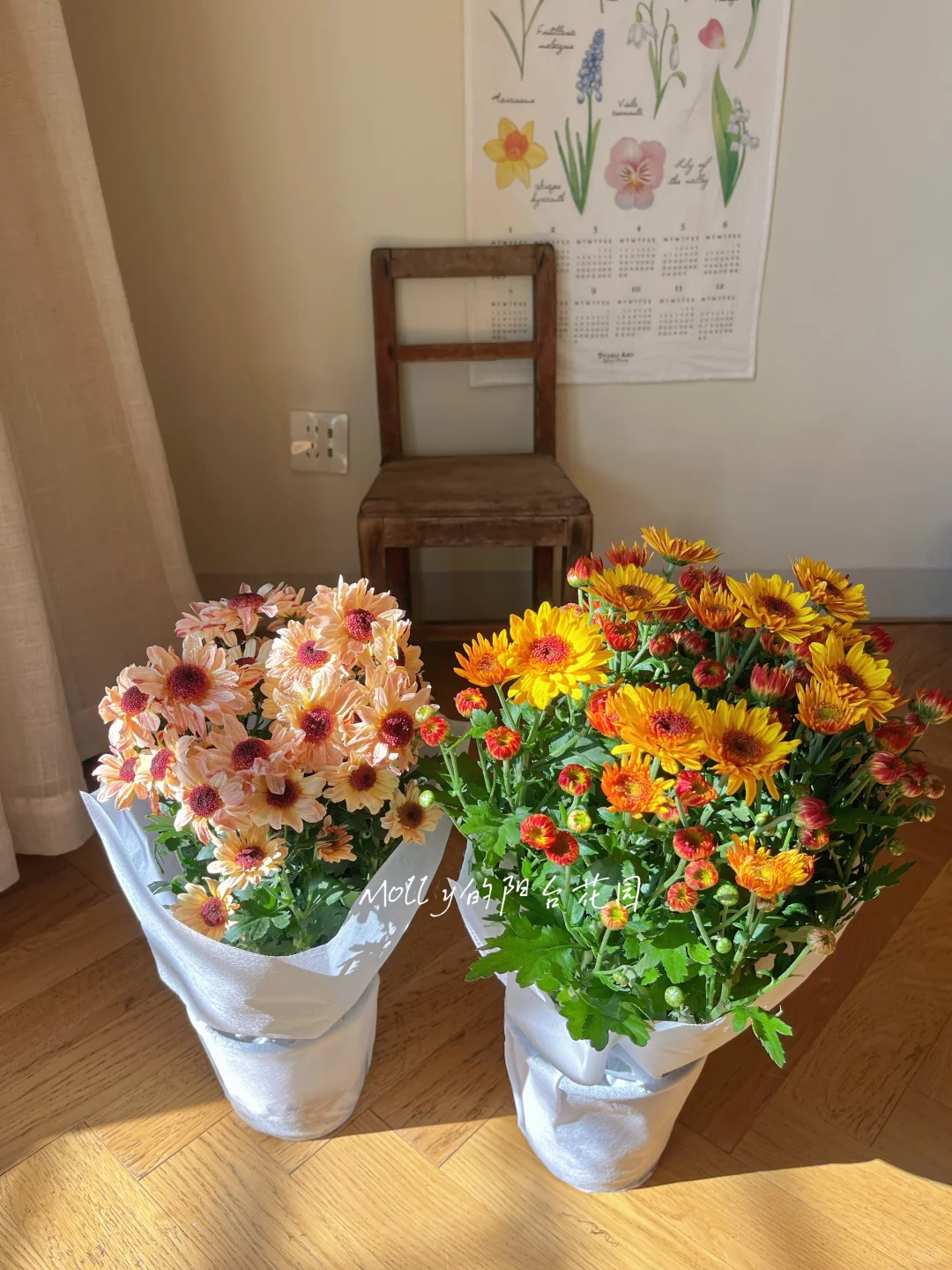 开箱了两盆让我快乐一整天的花花✌️