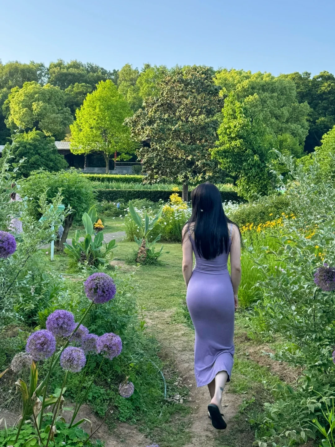 live图｜南京植物园，原来大葱花可以这么美