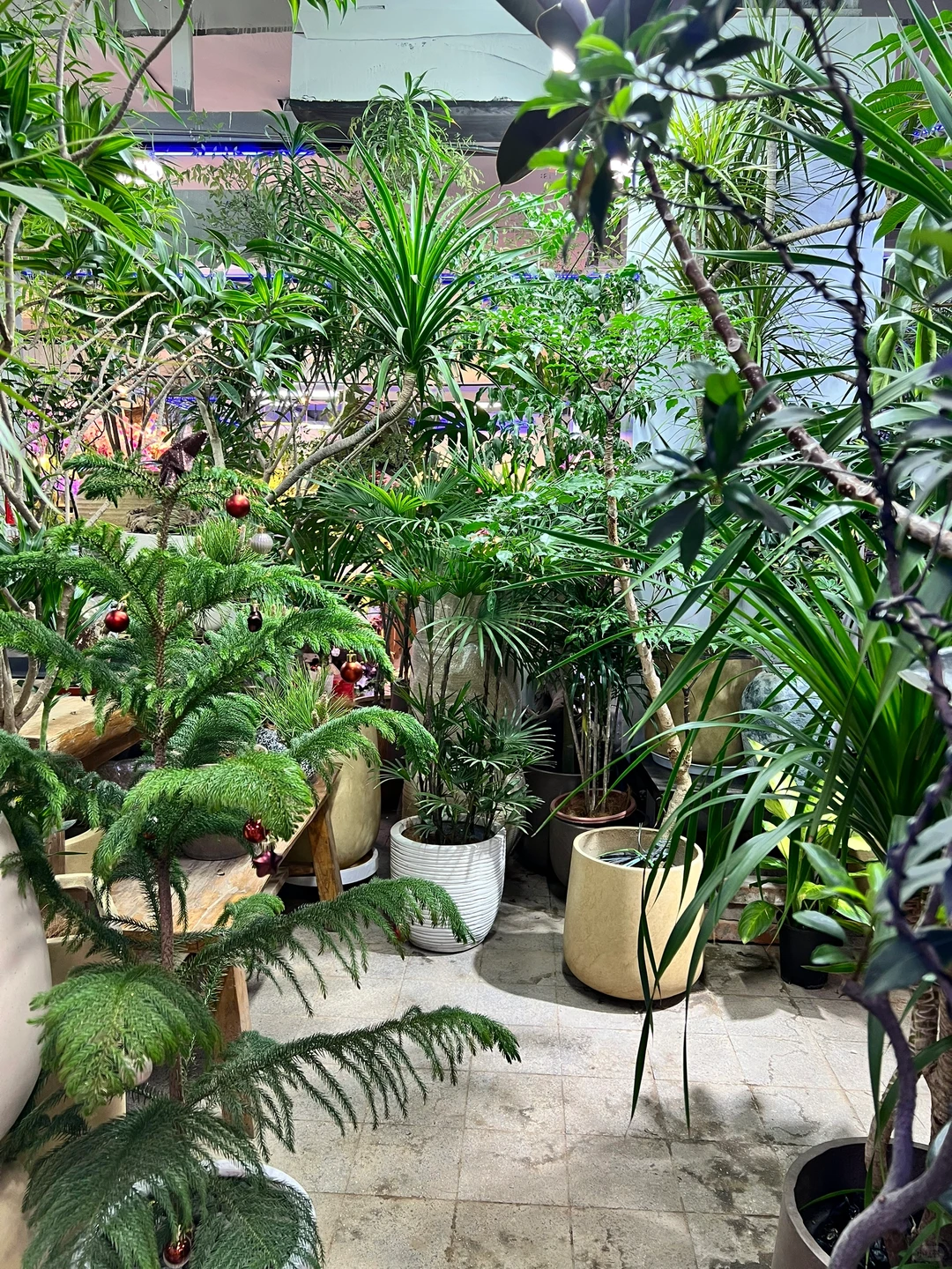 这是什么神仙绿植！太好看了吧！