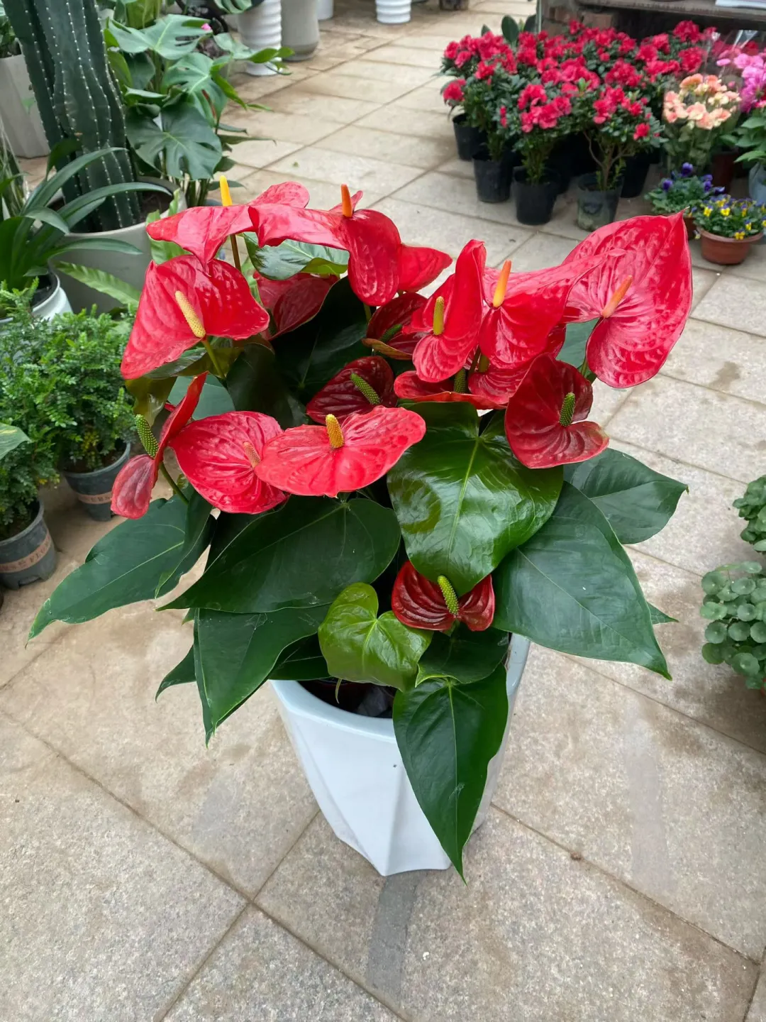 在黄岛属于你们的花卉基地