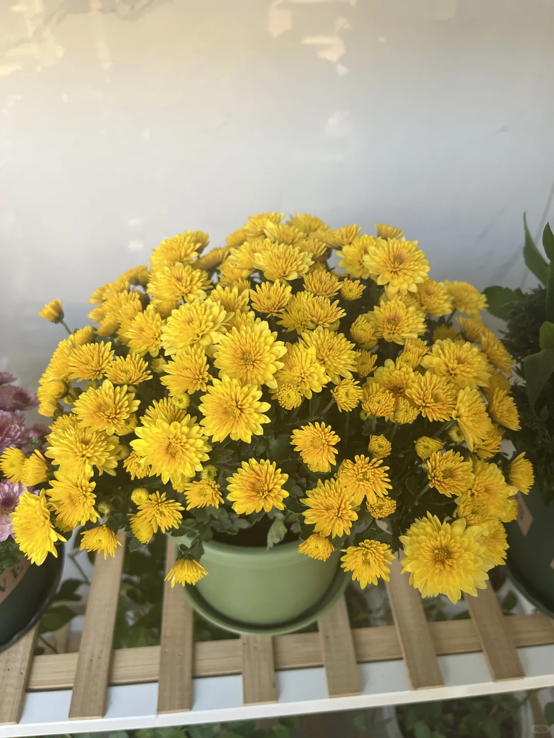 我的阳台小花???！