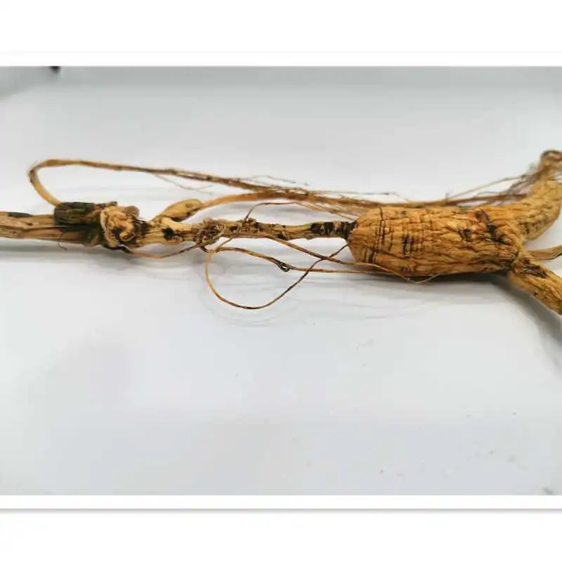 探寻自然馈赠✨长白山林下山参的奥秘