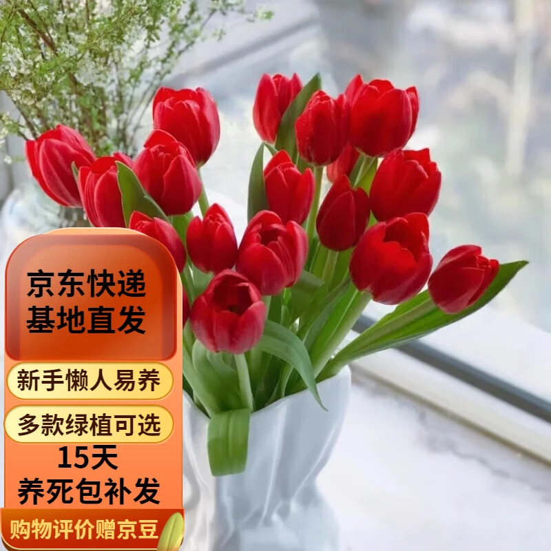 ?水培花卉｜老钱风绿植种草