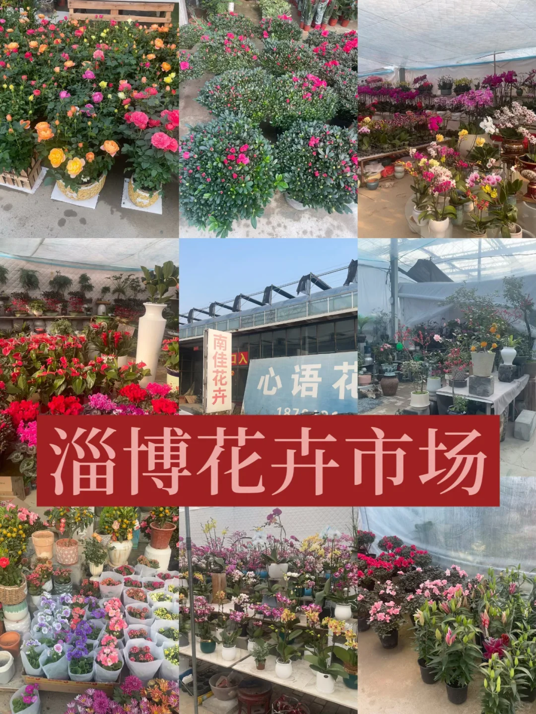 淄博花卉市场