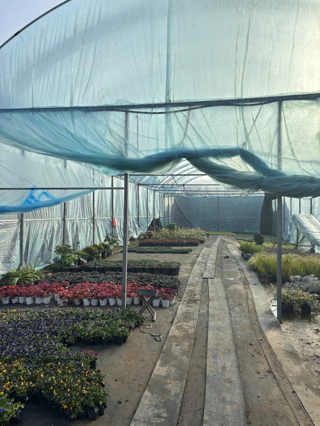 冬天的苗木市场