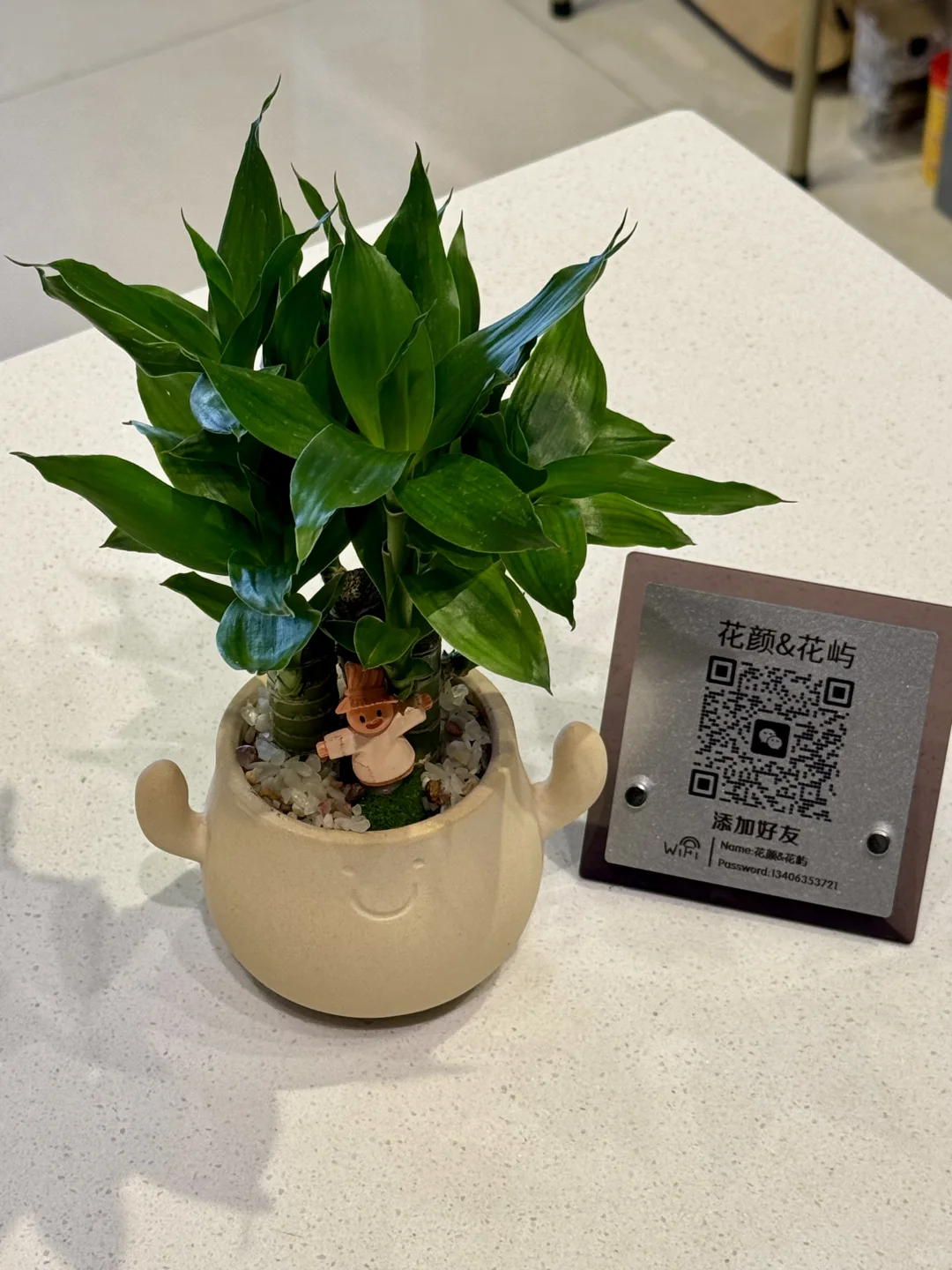 喜欢绿植的人都热爱生活吧