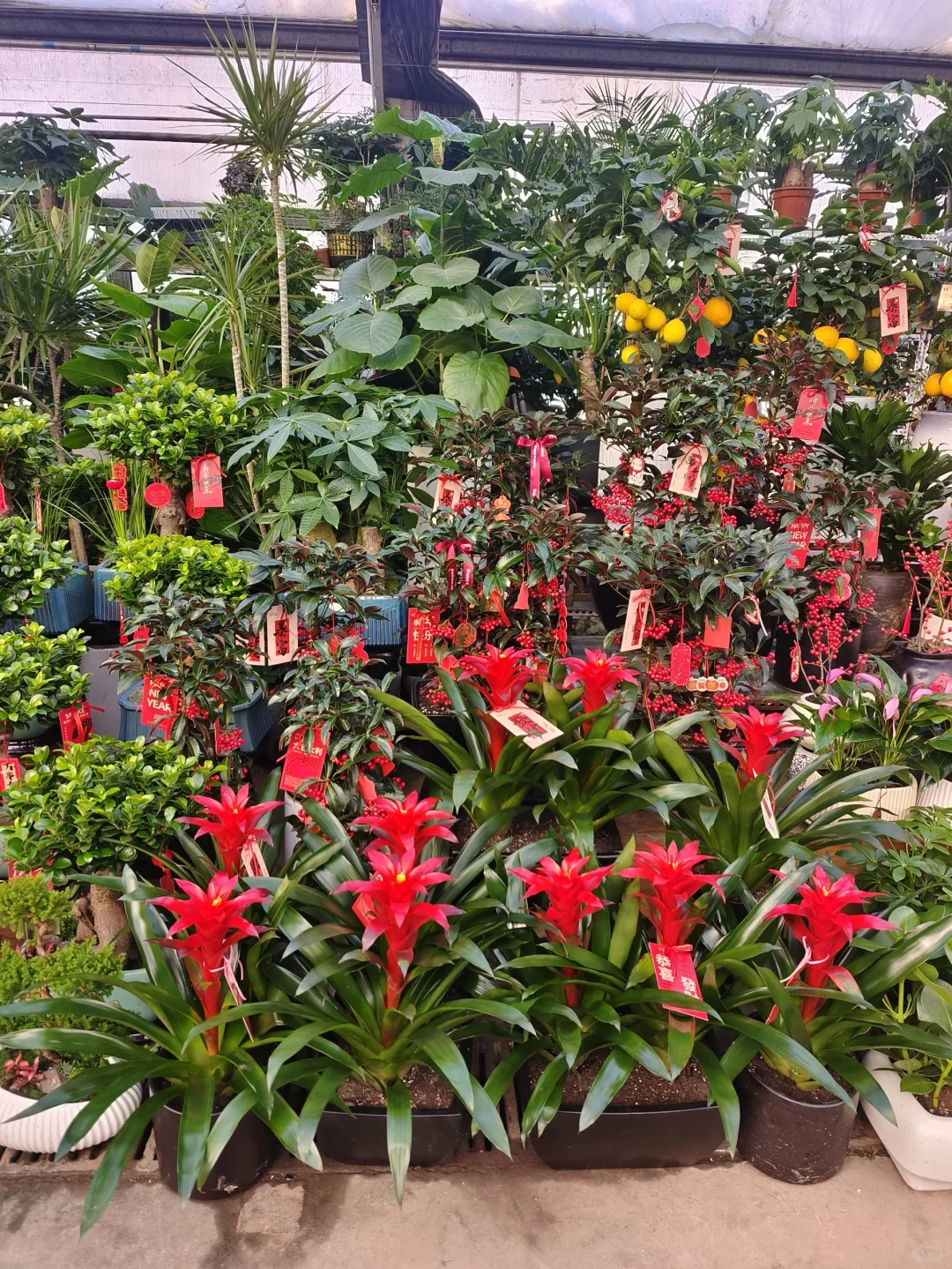 2025蛇年年宵花日常?乌鲁木齐绿植