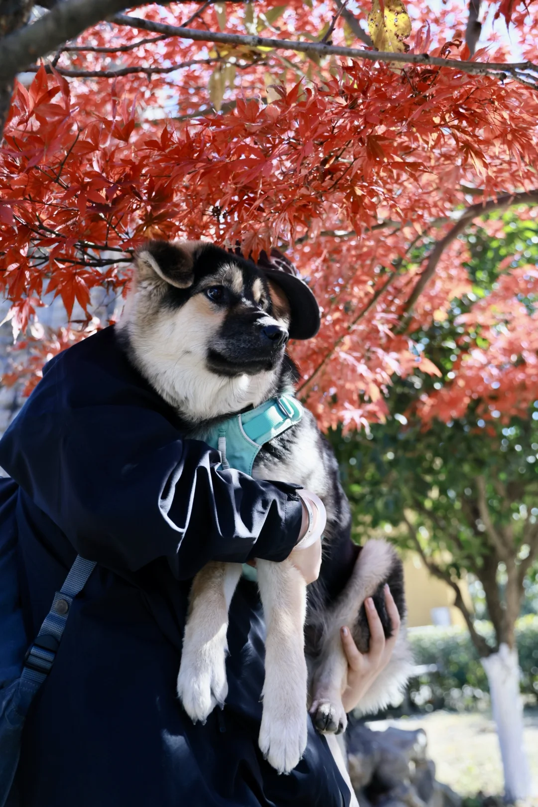 带狗净山被拉夫威尔狠狠圈粉！！