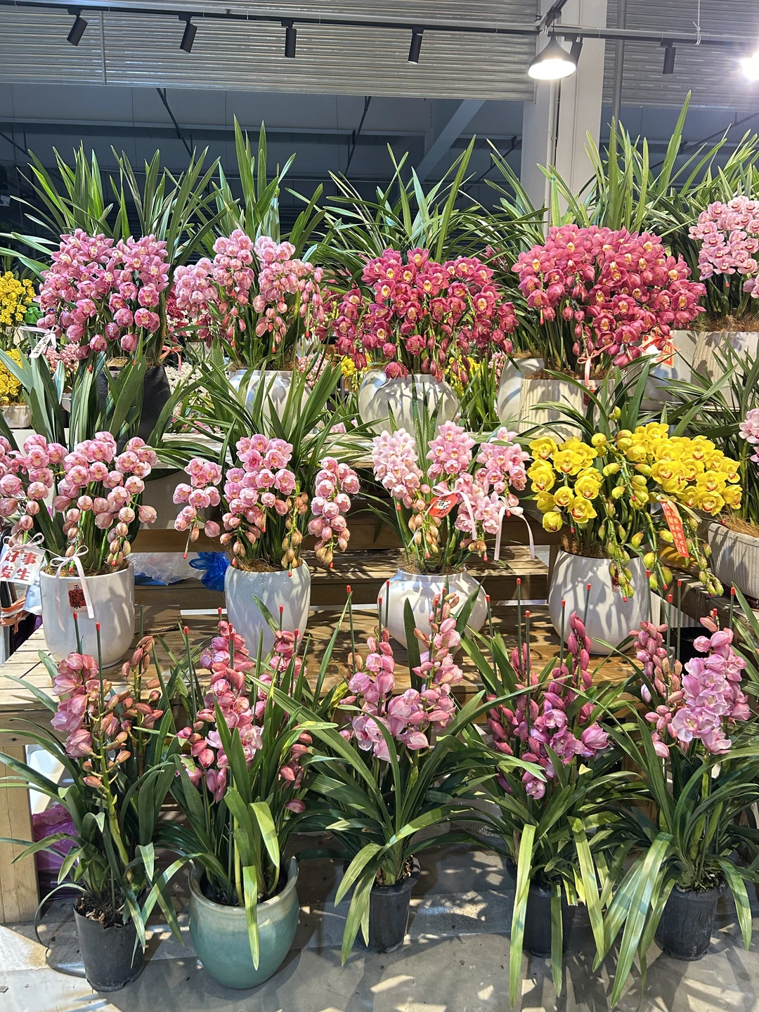 年宵花/?懒人养花首选：大花蕙兰❓❓