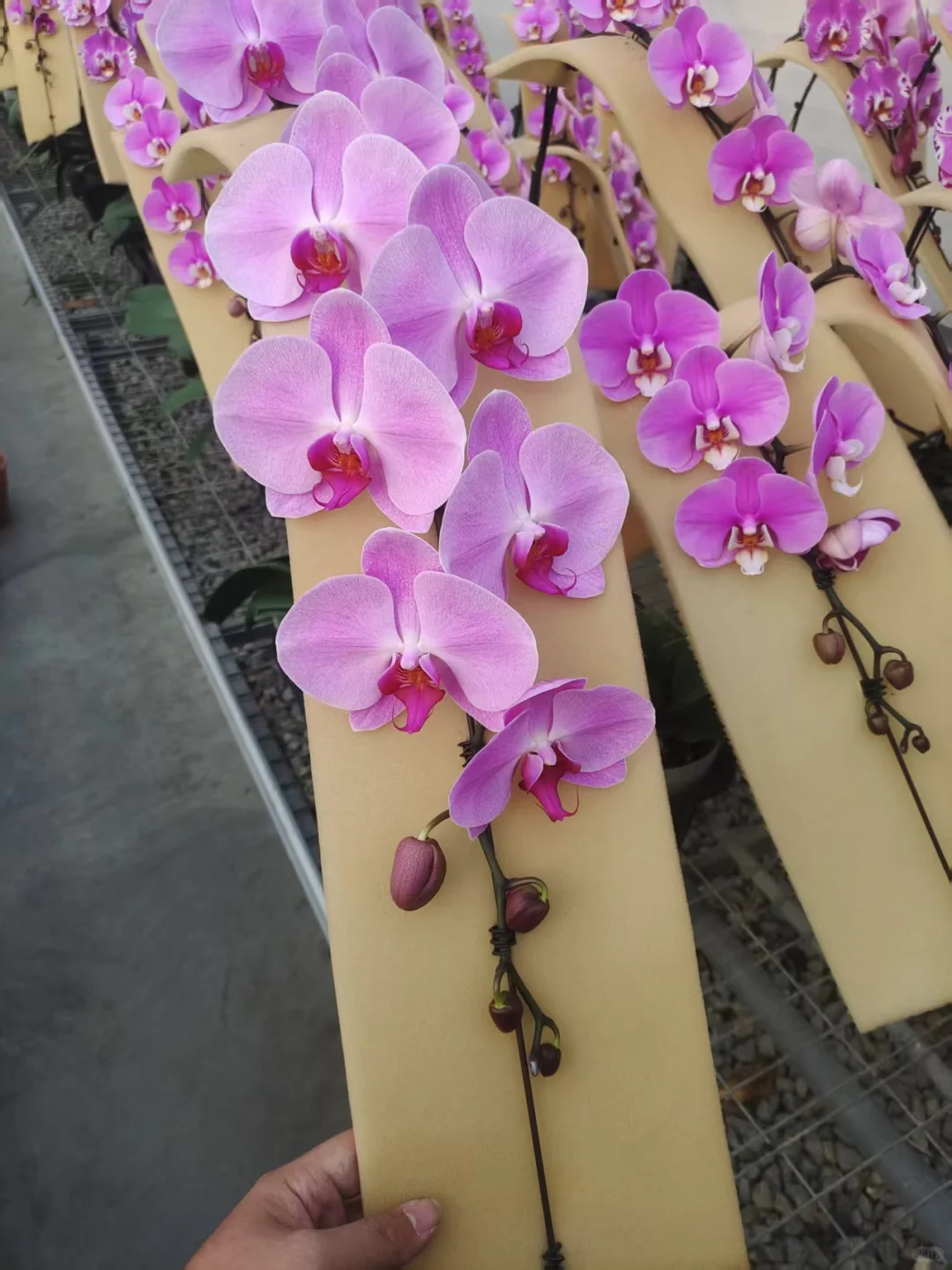 性价比超级高的5寸龙兰，数量有限先到先得