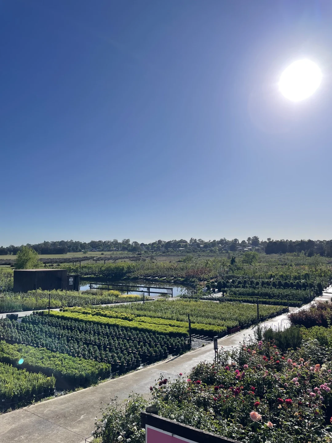 悉尼苗圃黄杨大集