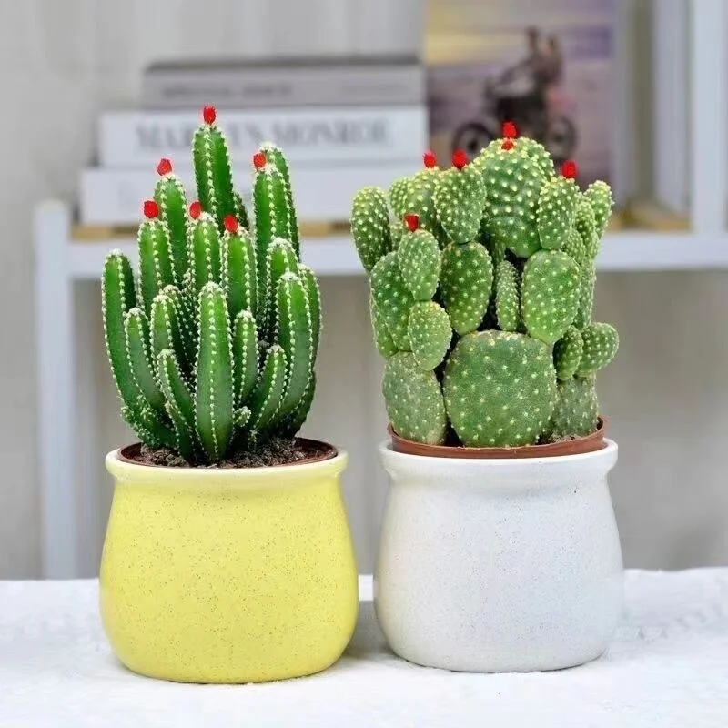 ?开花聚财山仙人掌桌面盆栽?