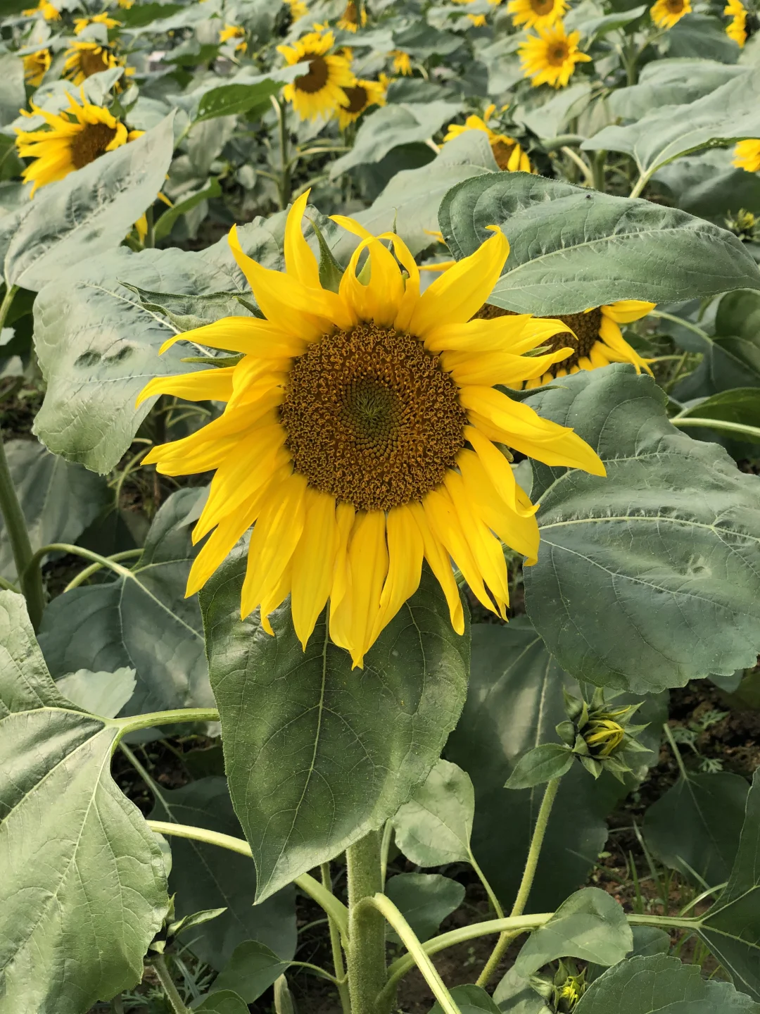 每日一花65: 向日葵