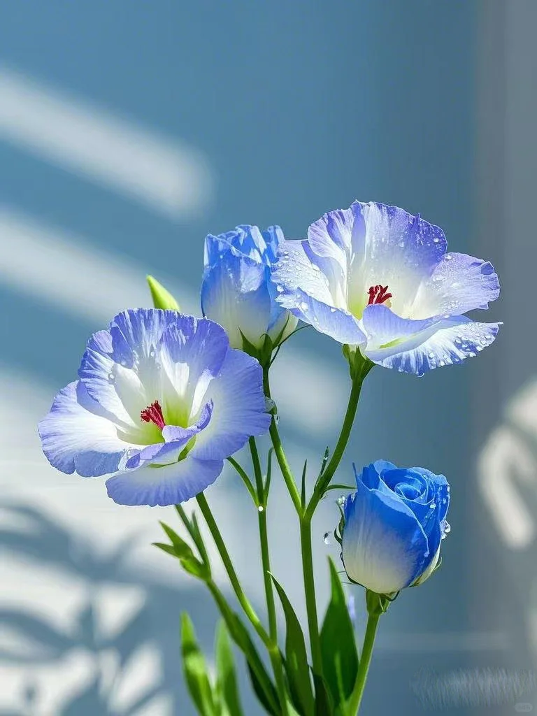 No.84#每日一植#洋桔梗?