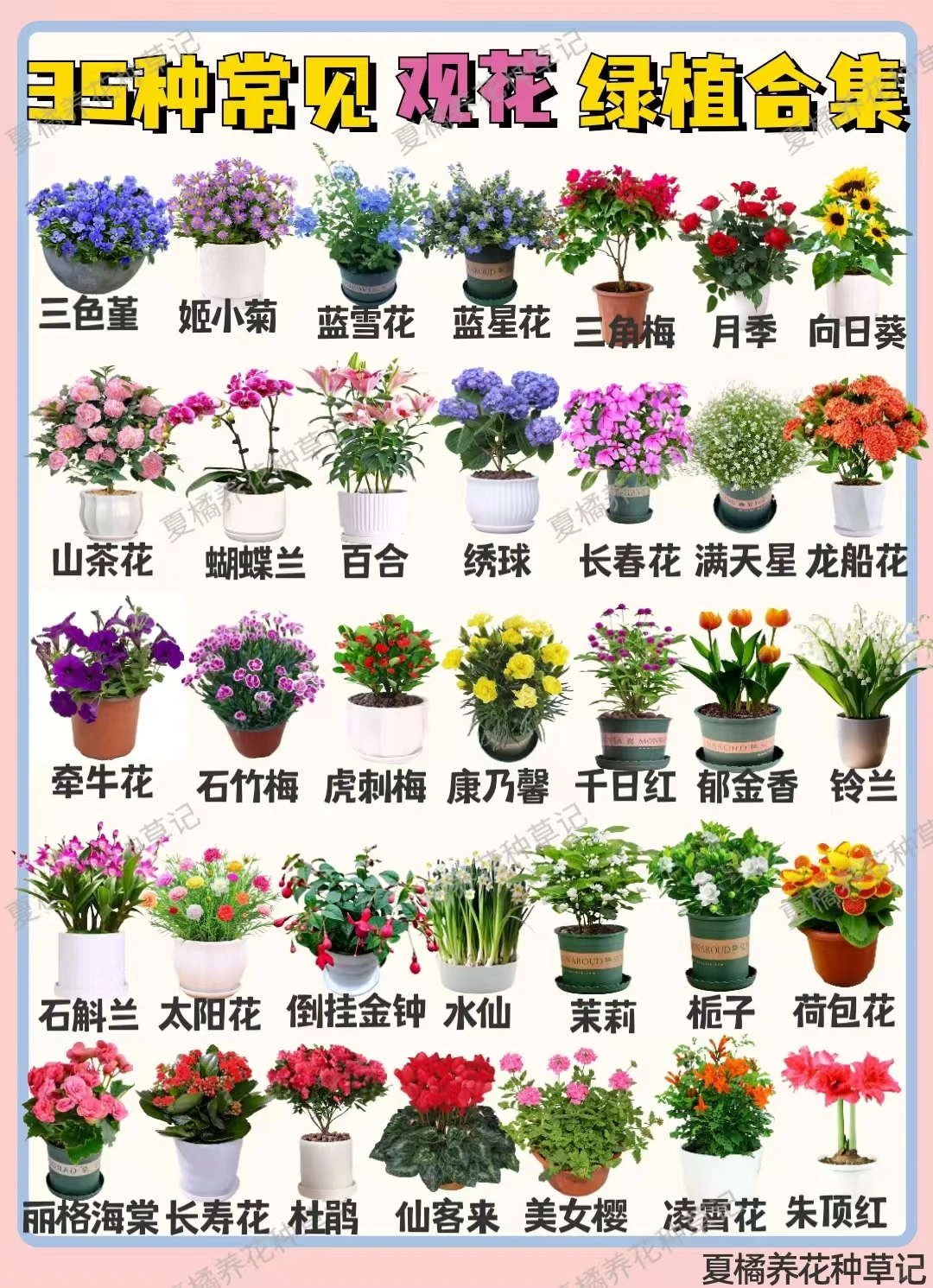 35种常见观花绿植合集|植物开花养护方法