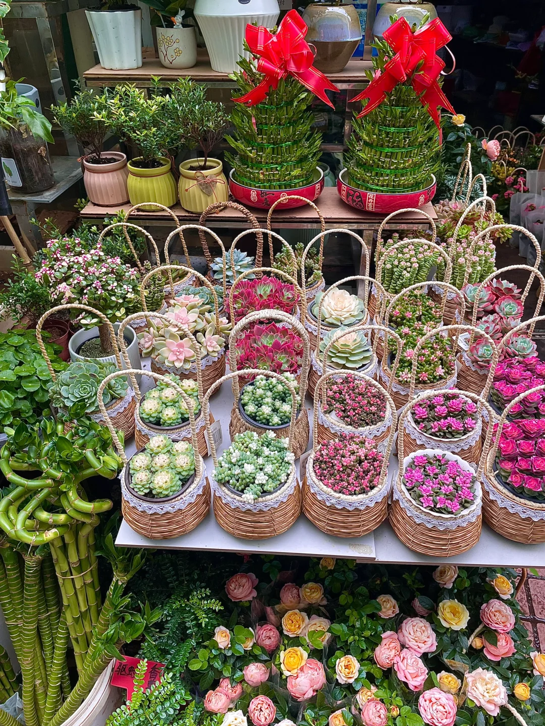 南昌这个花鸟市场也太好逛啦吧