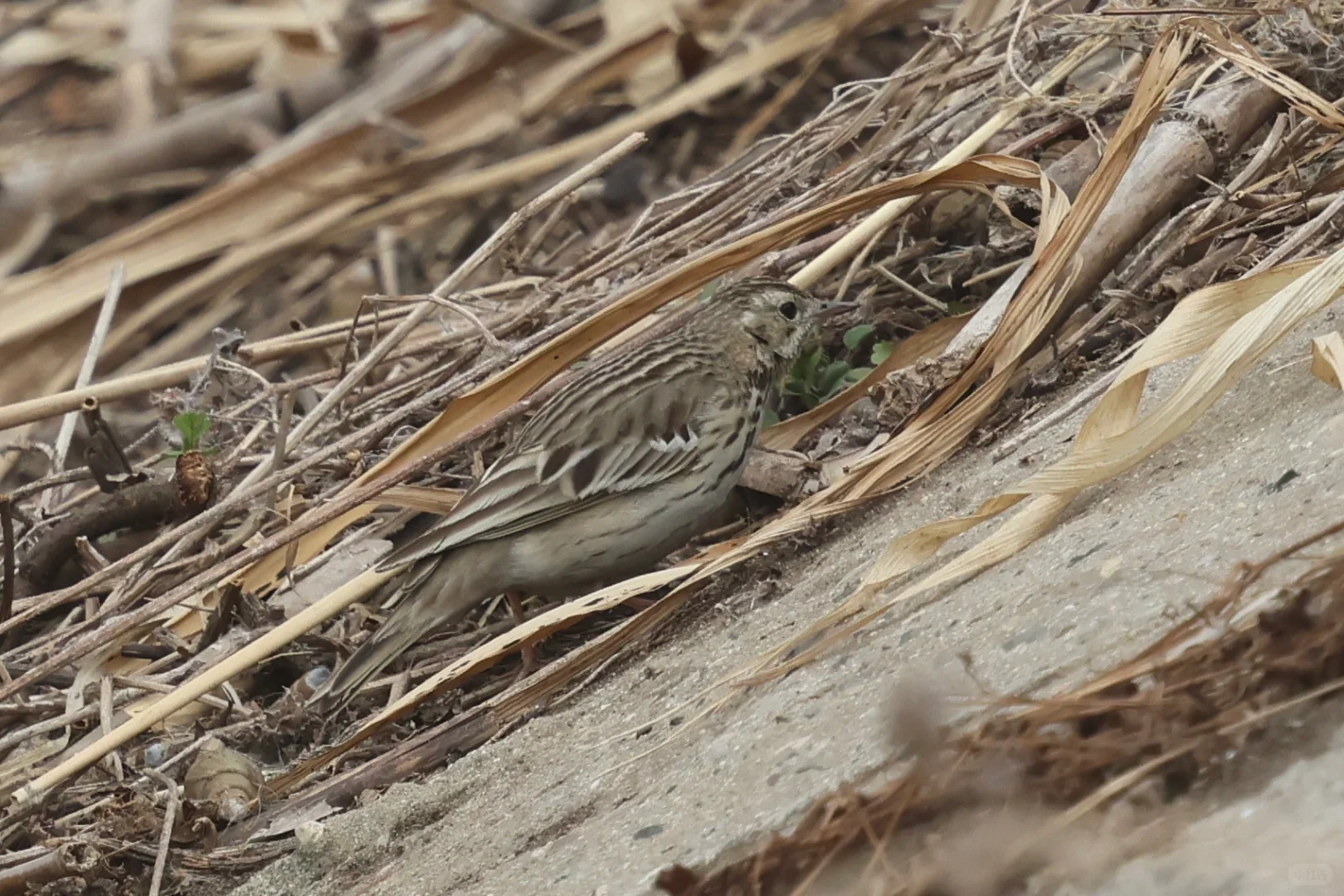 江苏省新记录--林鹨