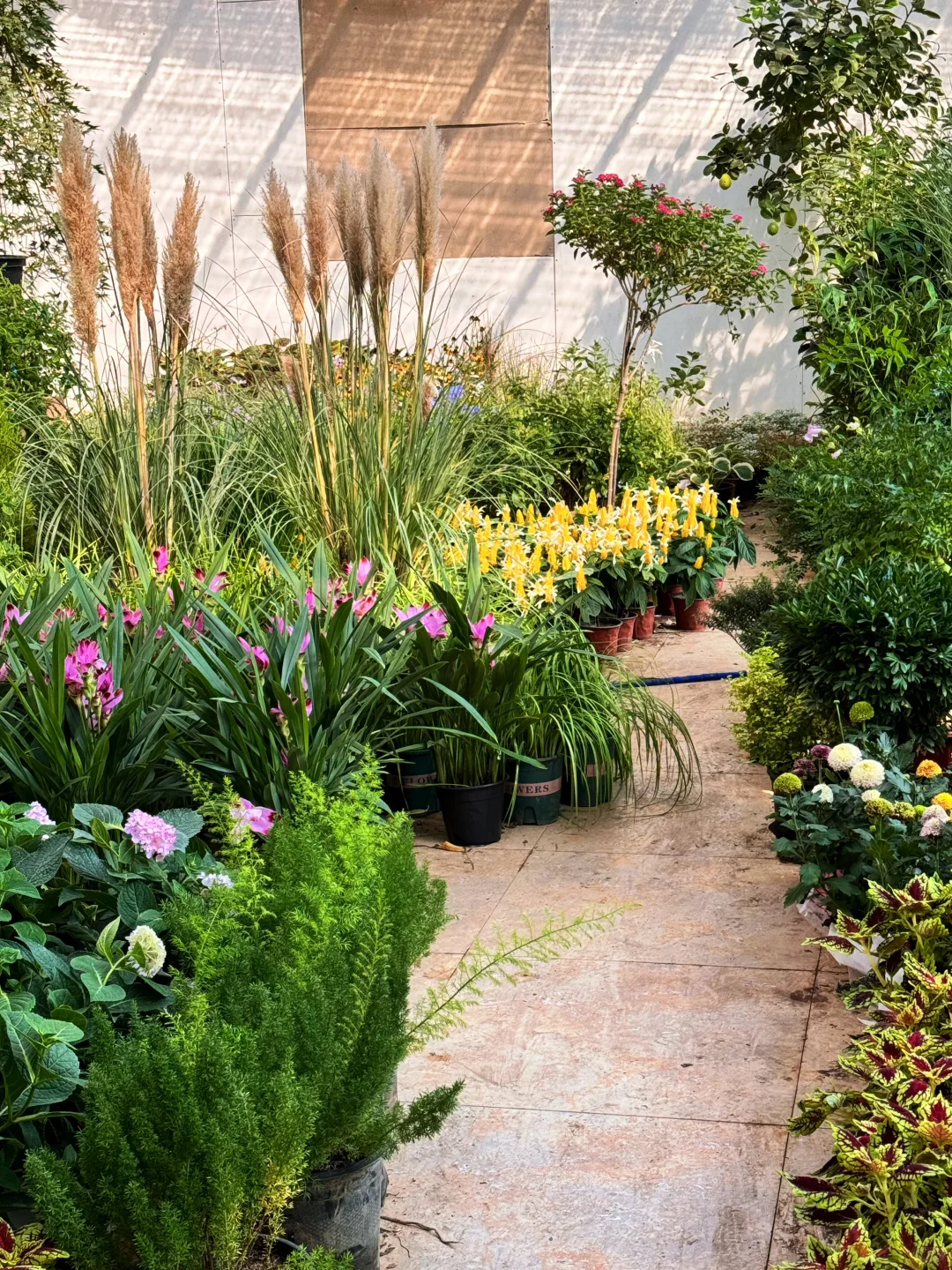 去张庄富莱花卉大市场淘花了