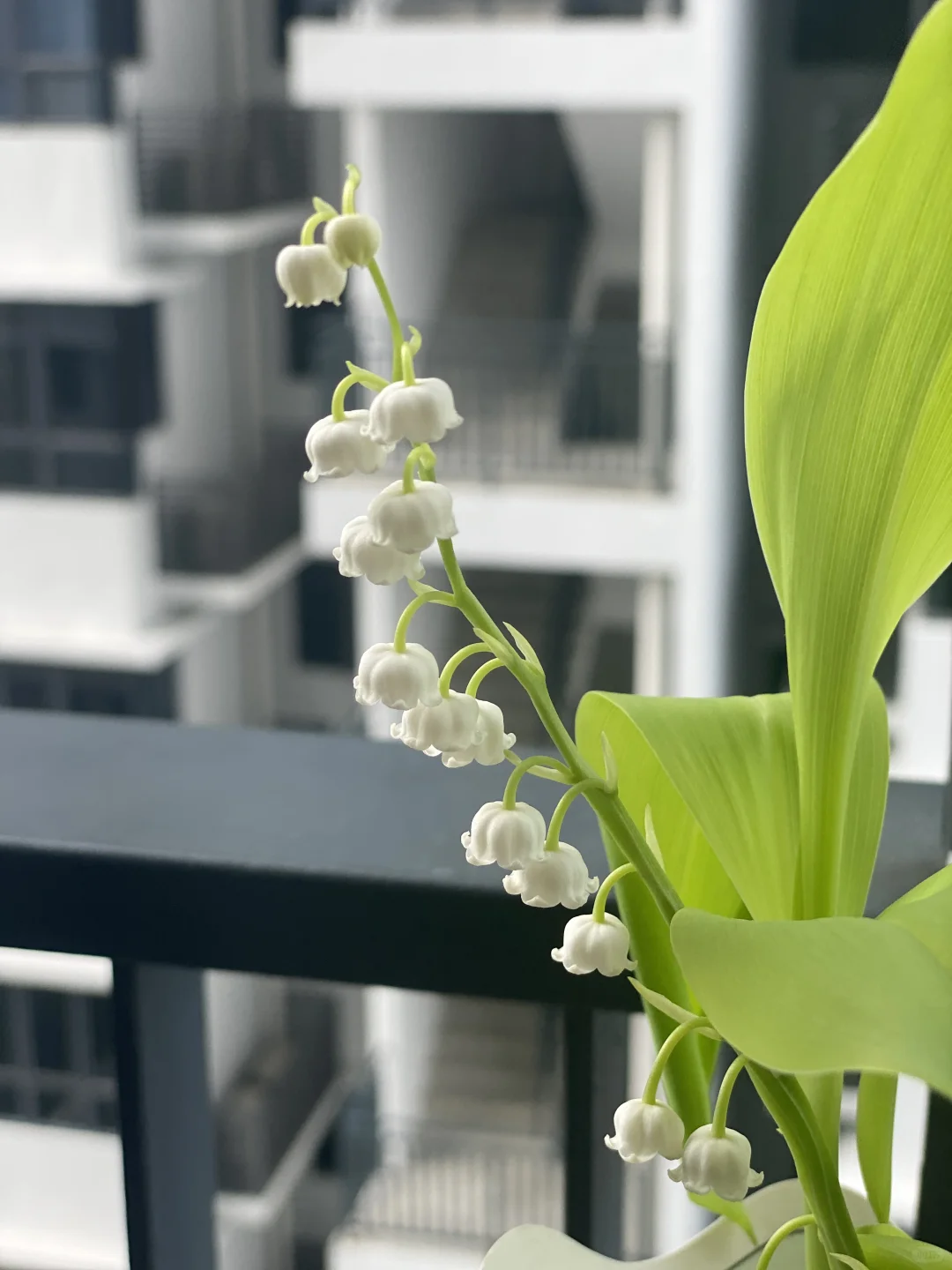 ??鈴蘭終於買到了_請教大神熱帶養護技巧