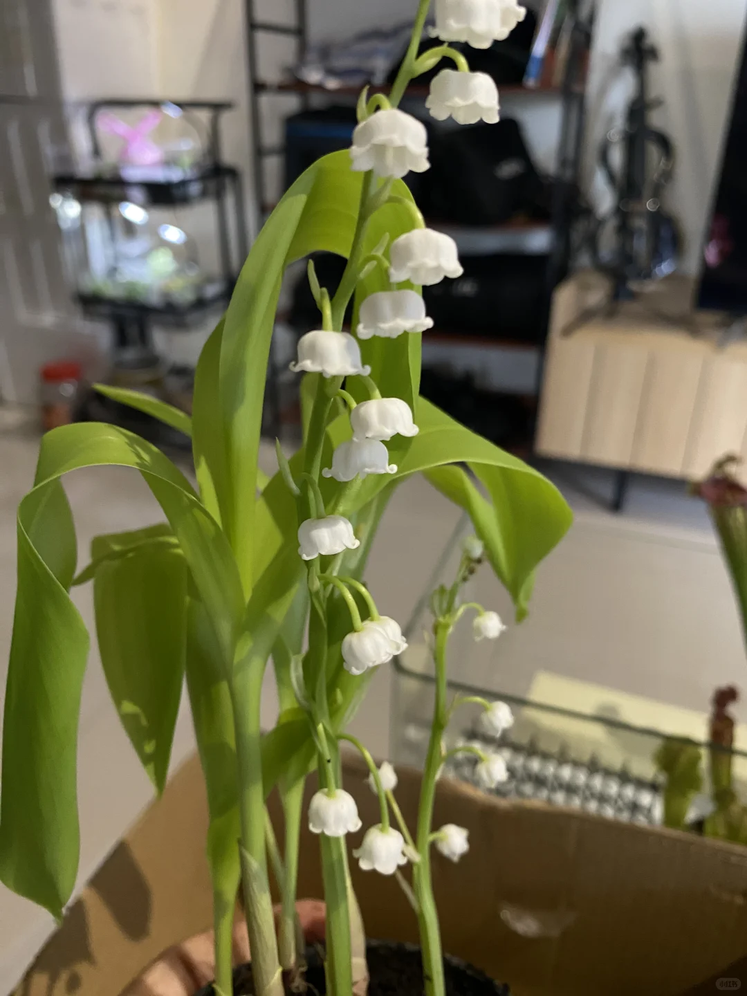 ??鈴蘭終於買到了_請教大神熱帶養護技巧