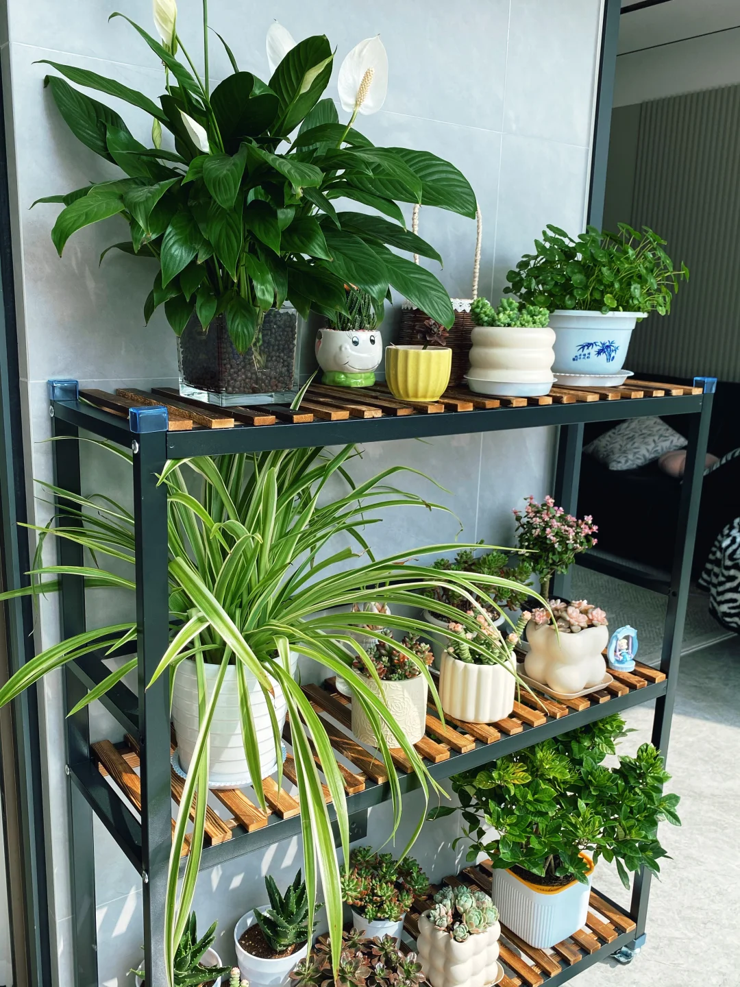 家里真的不能没有绿植啊‼️