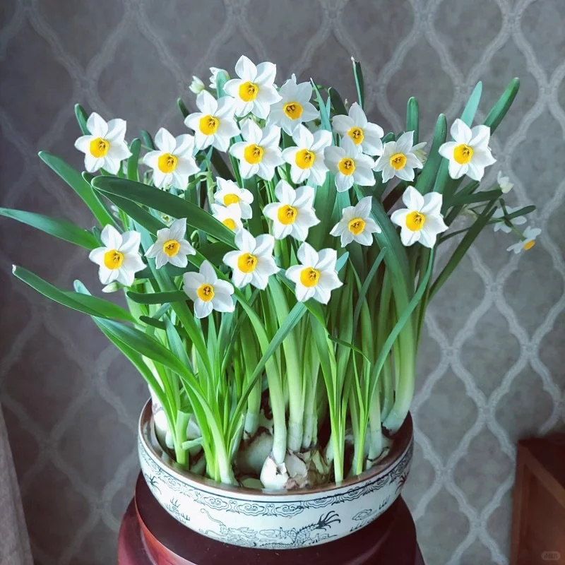 ❄️高级感水仙｜小众绿植种草