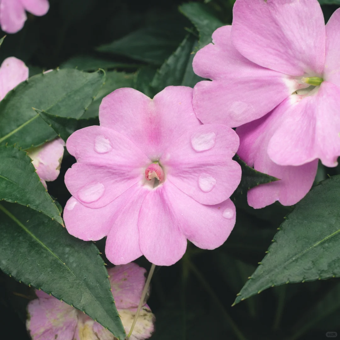 花花 | 苏丹凤仙花