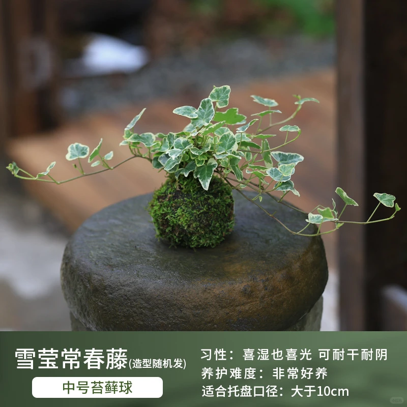 盆栽花卉组合，一镜到底～