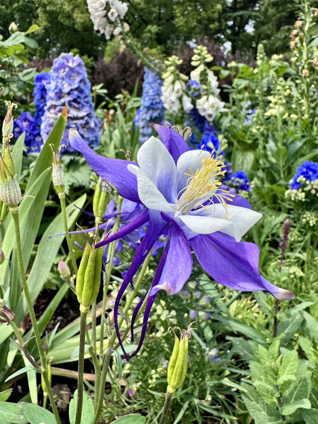 仙气飘飘的耧斗菜
