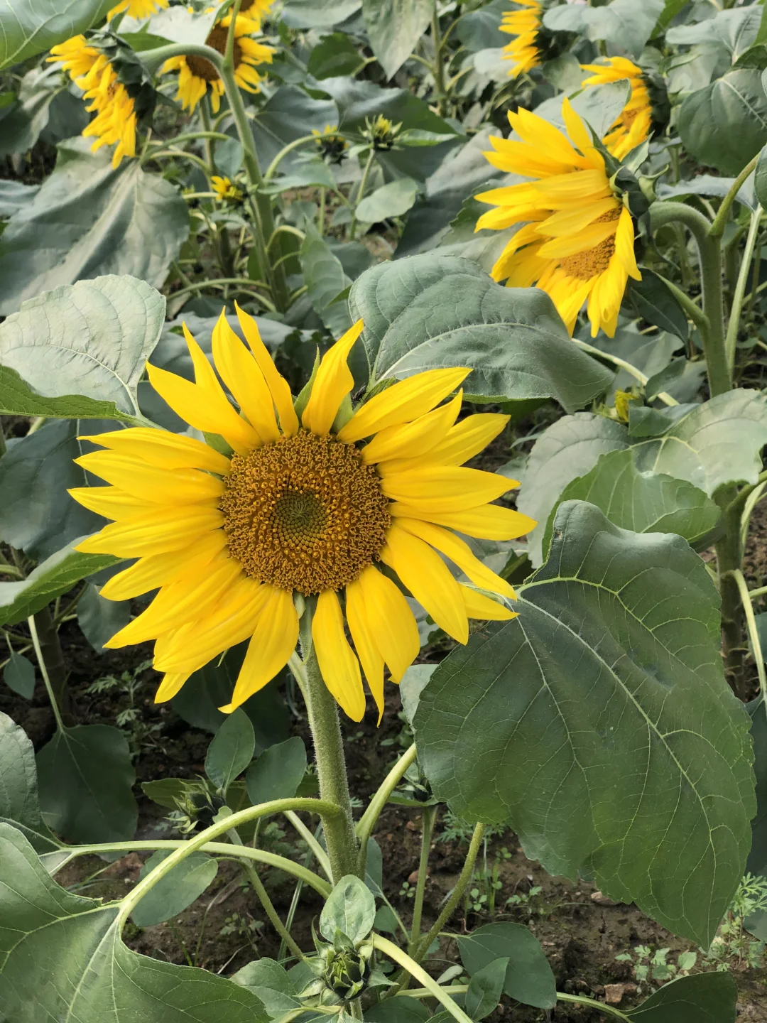 每日一花65: 向日葵