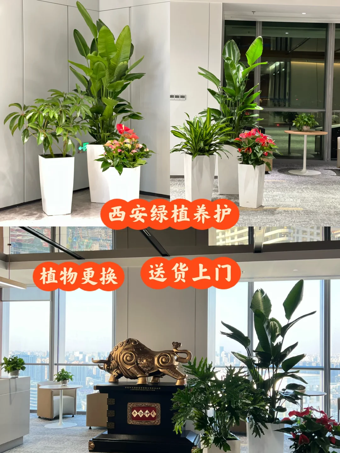 一进门就舒畅的绿植～～～