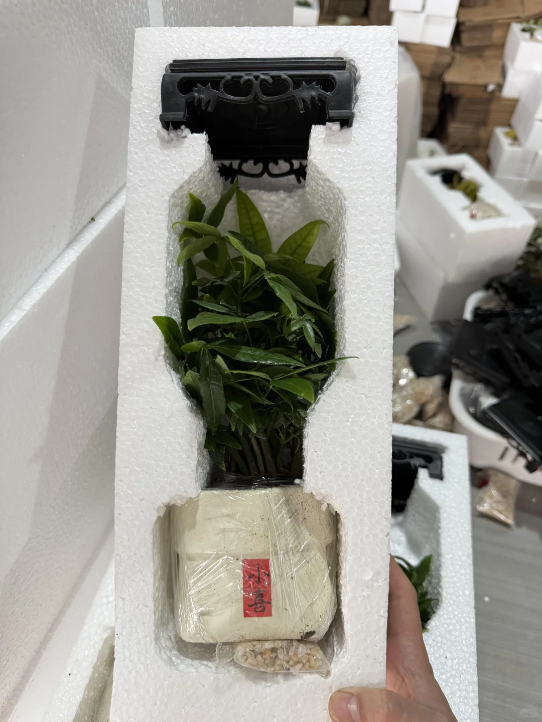 刚刚，拿下我的小森林?发财树