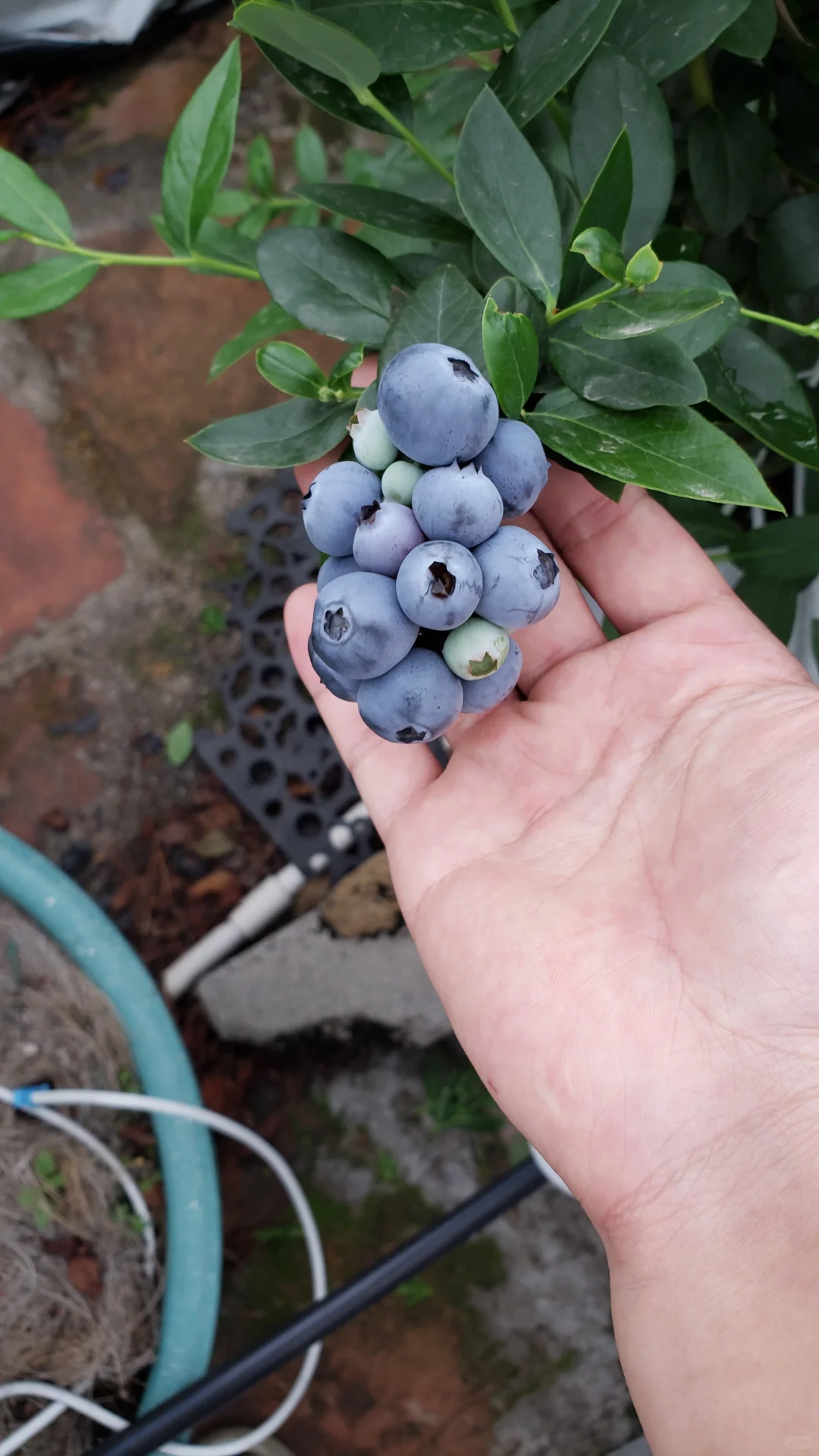 今年的蓝莓燃尽了