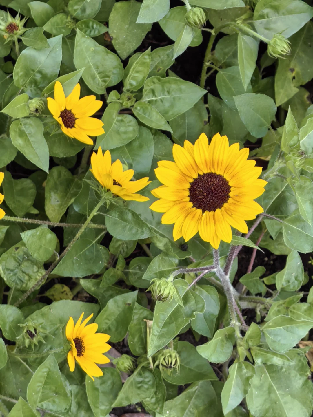 每日一花65: 向日葵