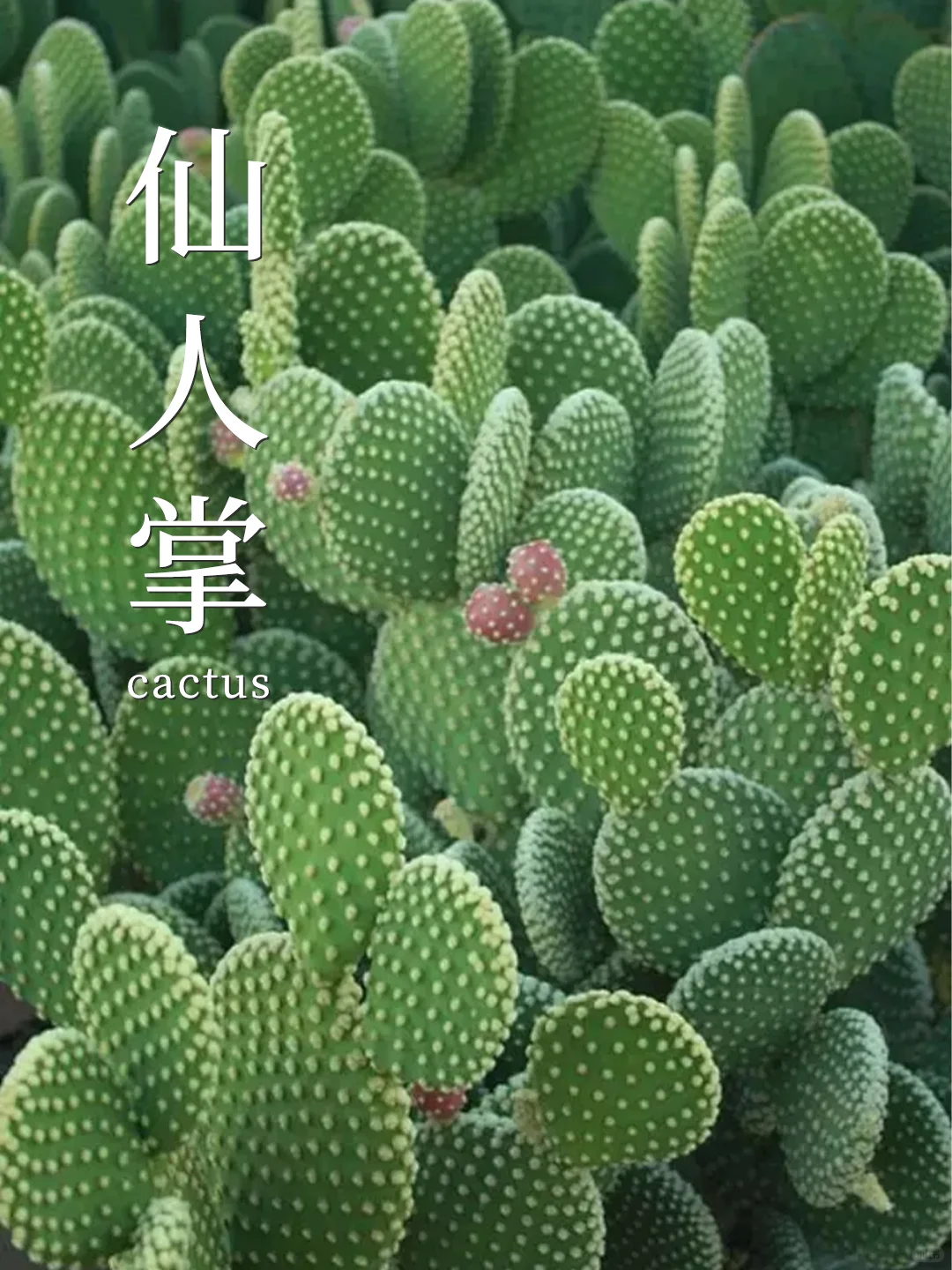 8种养不死的植物✅植物杀手也能养❗