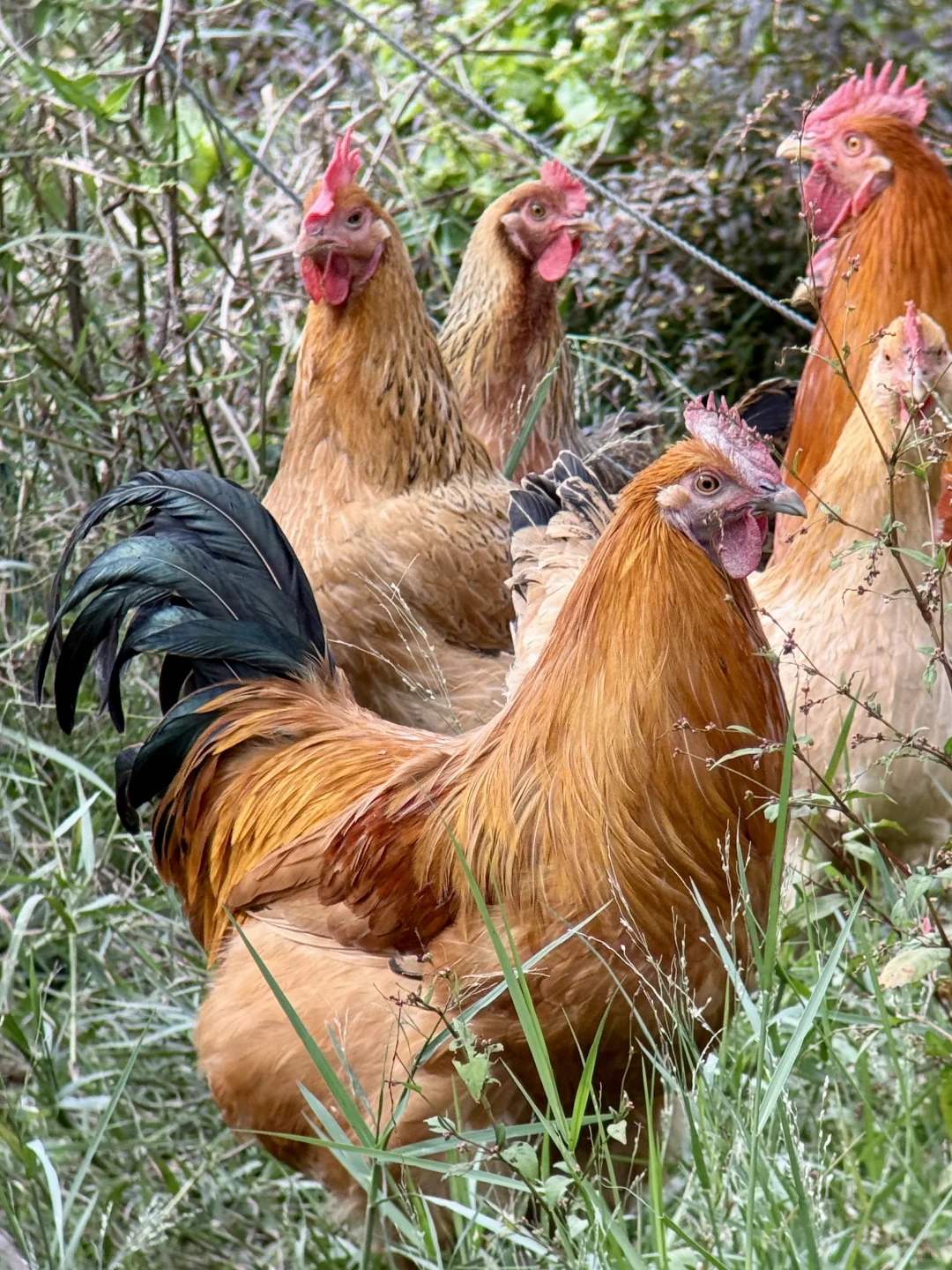 看到走地鸡就想吃的请点赞！高端食材谁不爱