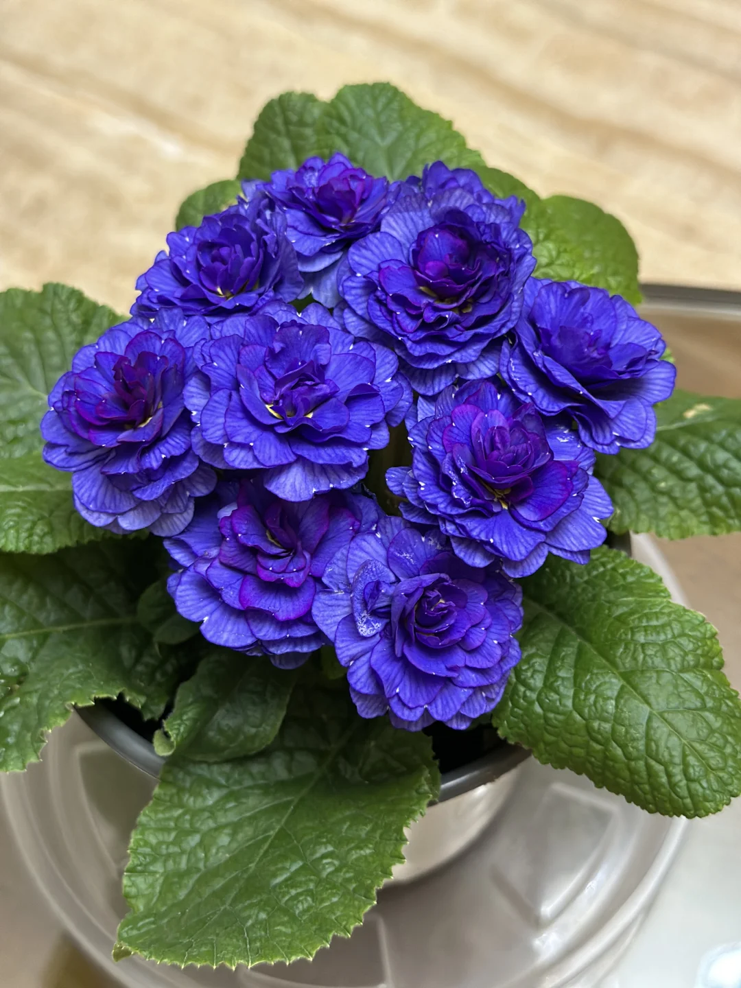 方兴长治进口Belarina重瓣报春花