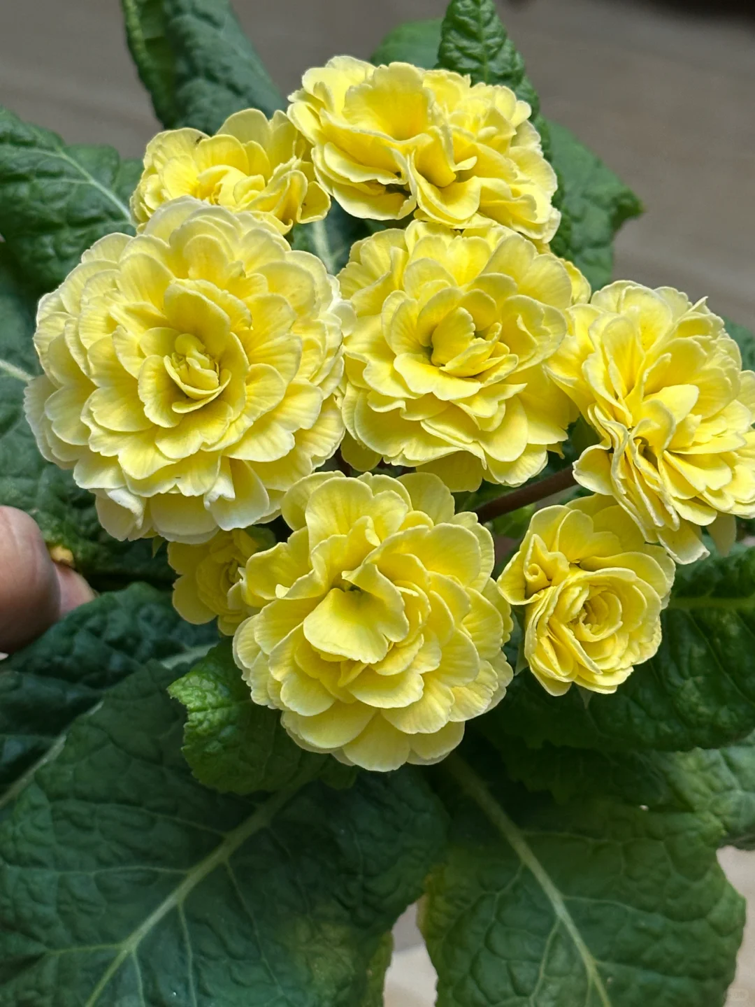 方兴长治进口Belarina重瓣报春花