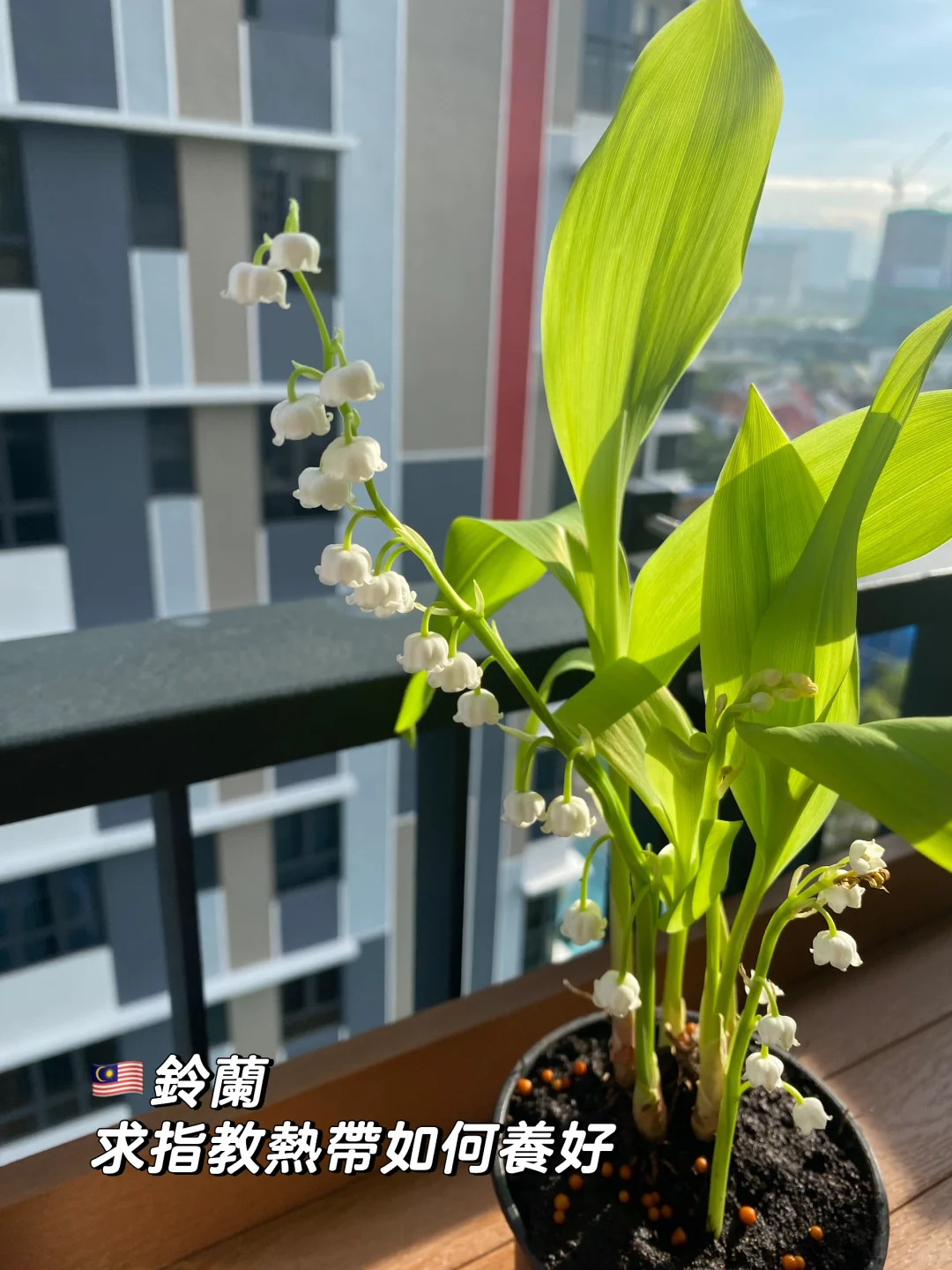 ??鈴蘭終於買到了_請教大神熱帶養護技巧