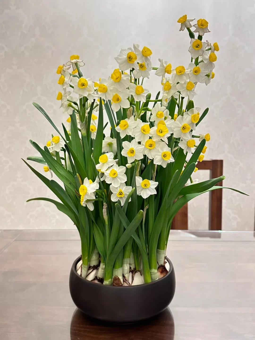 家里养花｜观花盆栽