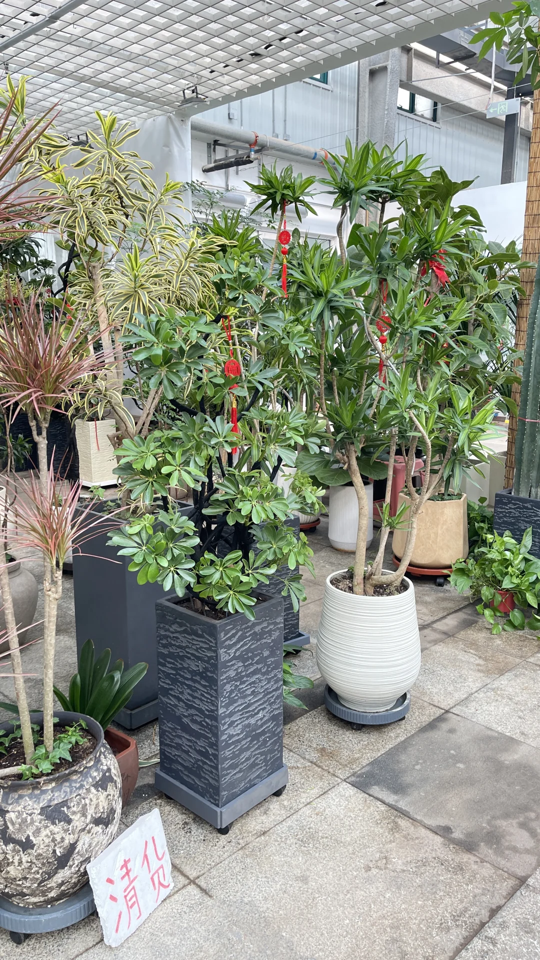 天津曹庄花卉，一个让你搬回整个春天的宝藏