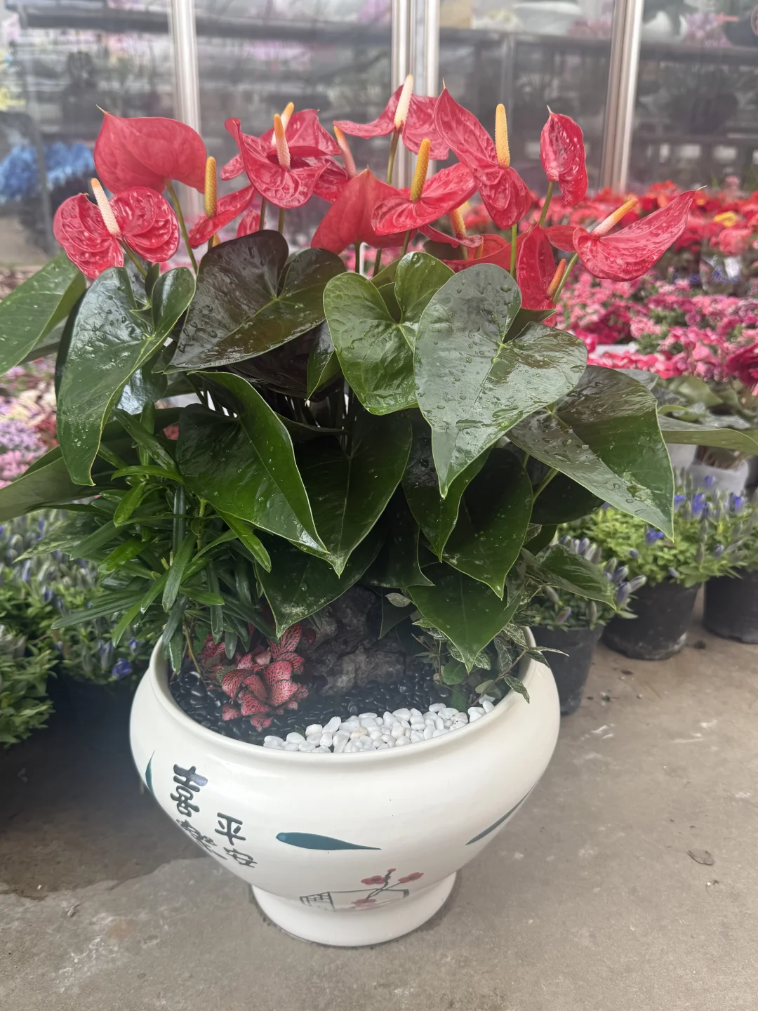 这花太漂亮了！太好拍了！