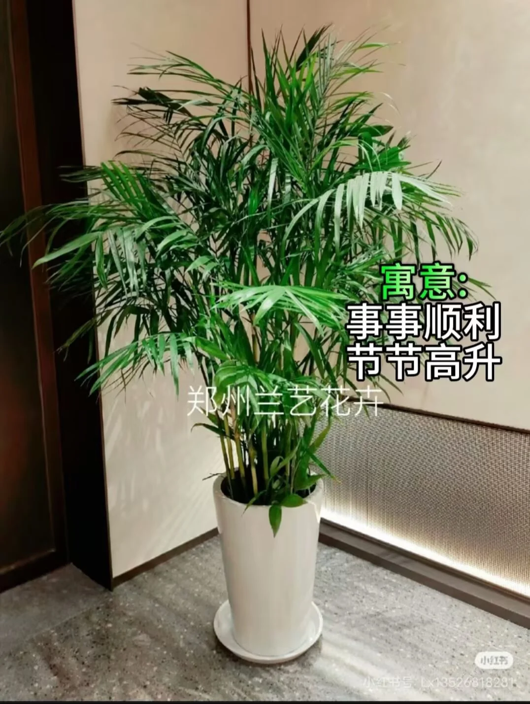 12种办公室大型绿植推荐｜寓意+养护指南